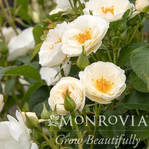 Rosa 'BOKRARUISP' PPAF ~ Monrovia® Nitty Gritty™ White Rose-ServeScape