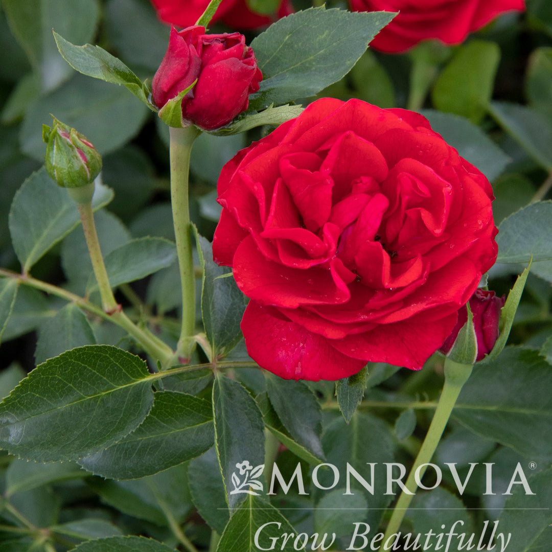 Rosa x ''RUIRL0023a' ~ Monrovia® Nitty Gritty™ Red Rose-ServeScape