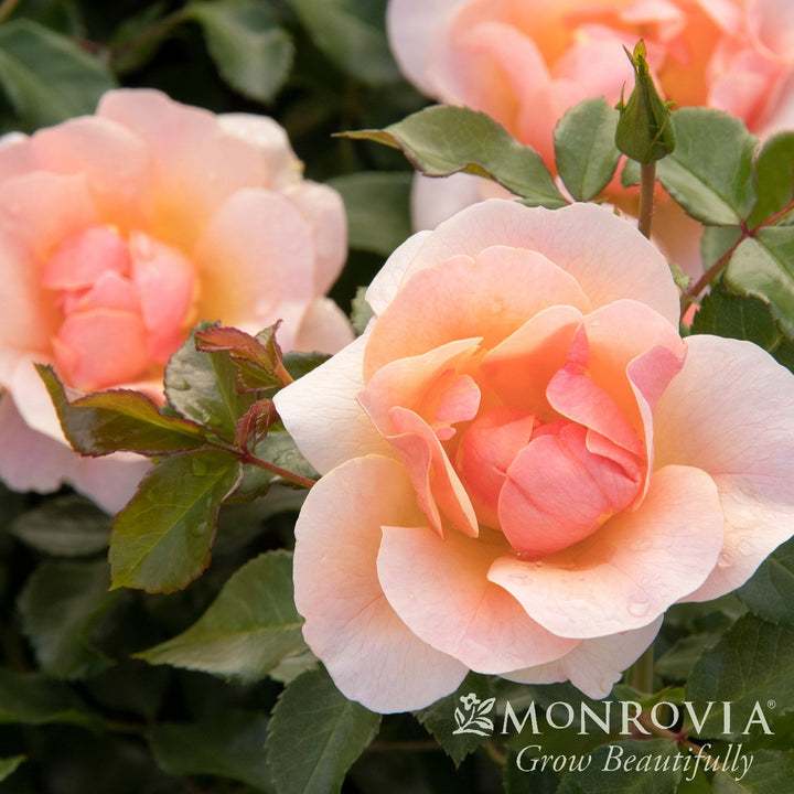 Rosa x 'RUIRI0091A' PP33,152 ~ Monrovia® Nitty Gritty™ Peach Rose-ServeScape