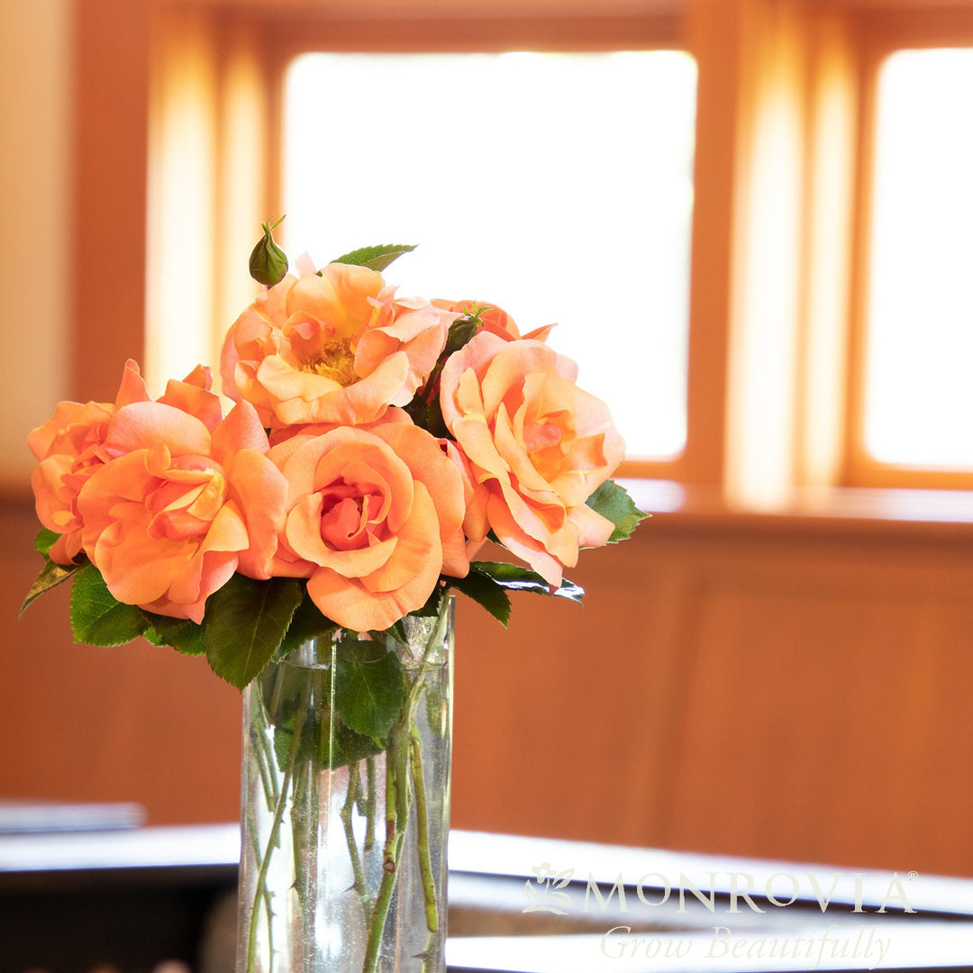Rosa x 'RUIRI0091A' PP33,152 ~ Monrovia® Nitty Gritty™ Peach Rose-ServeScape