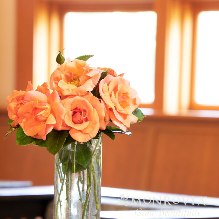 Rosa x 'RUIRI0091A' PP33,152 ~ Monrovia® Nitty Gritty™ Peach Rose-ServeScape