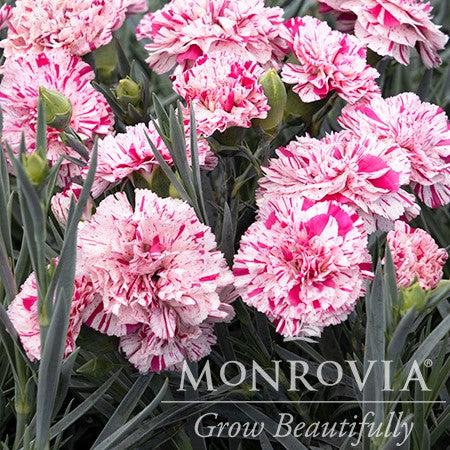 Dianthus x 'Wp15 Mow08' PPAF ~ Monrovia® Devon Cottage™ Pinball Wizard Dianthus-ServeScape
