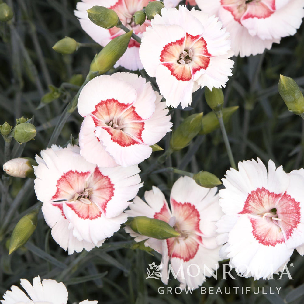 Dianthus allwoodii 'Wp15 Pie45' PPAF ~ Monrovia® American Pie™ Georgia Peach Dianthus-ServeScape