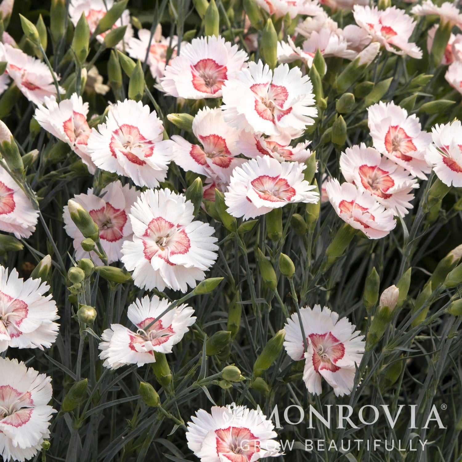 Dianthus allwoodii 'Wp15 Pie45' PPAF ~ Monrovia® American Pie™ Georgia Peach Dianthus-ServeScape