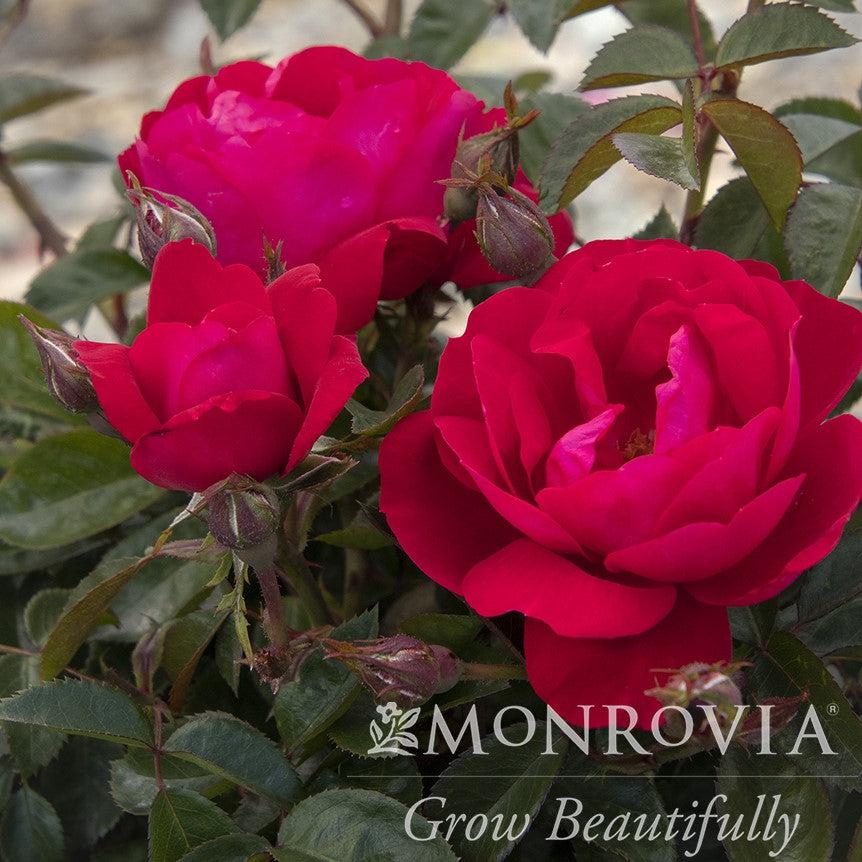 Rosa 'Meicerafyn' PP #31,069 ~ Monrovia® Grace N' Grit™ Pink Shrub Rose-ServeScape