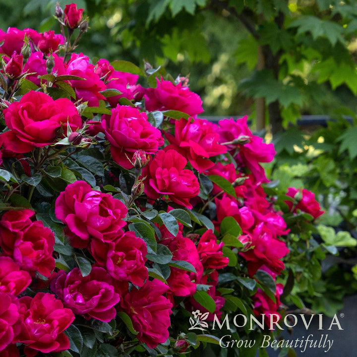 Rosa 'Meicerafyn' PP #31,069 ~ Monrovia® Grace N' Grit™ Pink Shrub Rose-ServeScape