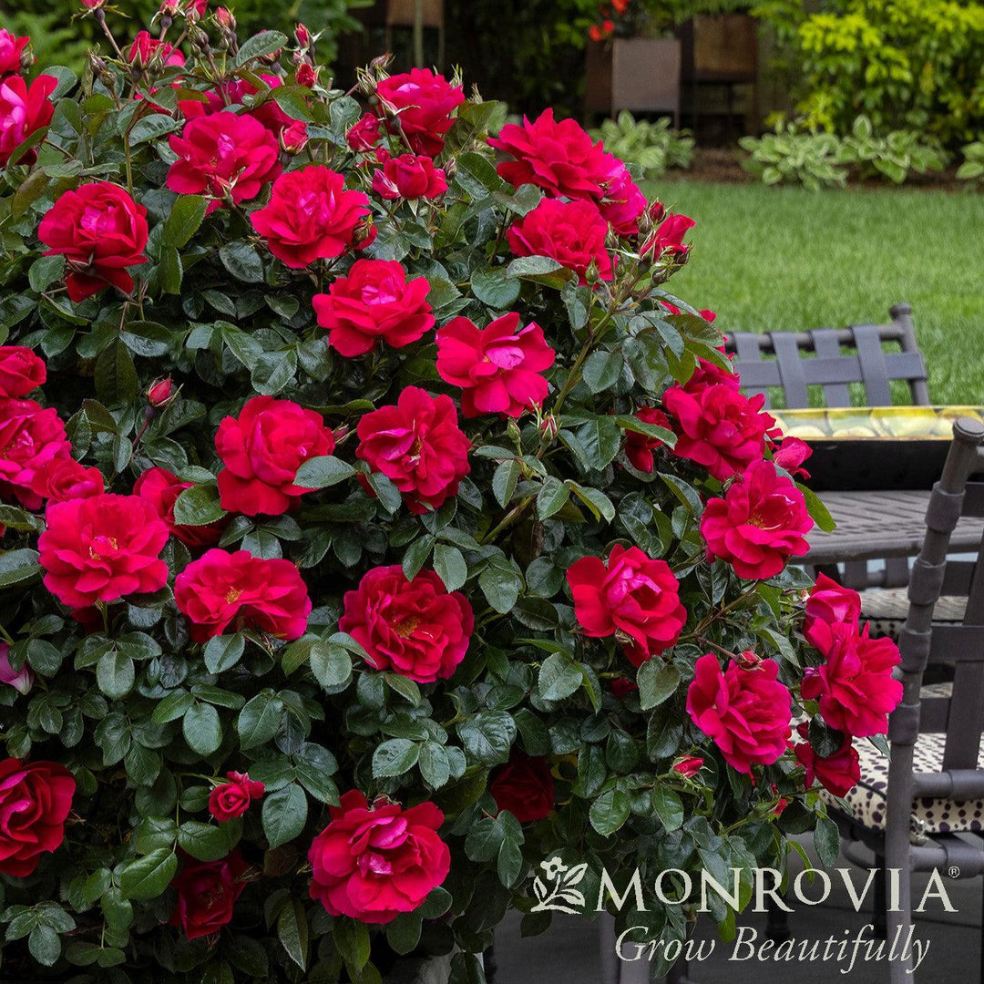 Rosa 'Meicerafyn' PP #31,069 ~ Monrovia® Grace N' Grit™ Pink Shrub Rose-ServeScape