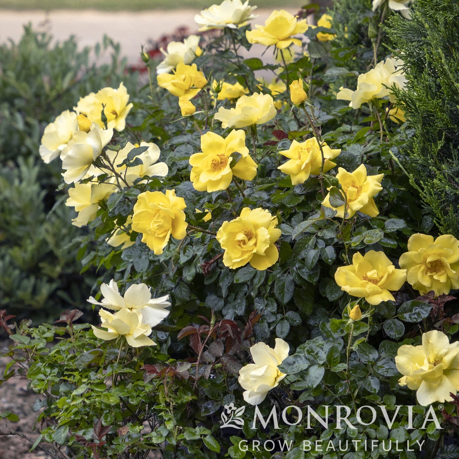 Rosa 'Radmonyel' PP #30,571 ~ Monrovia® Grace N' Grit™ Yellow Shrub Rose-ServeScape