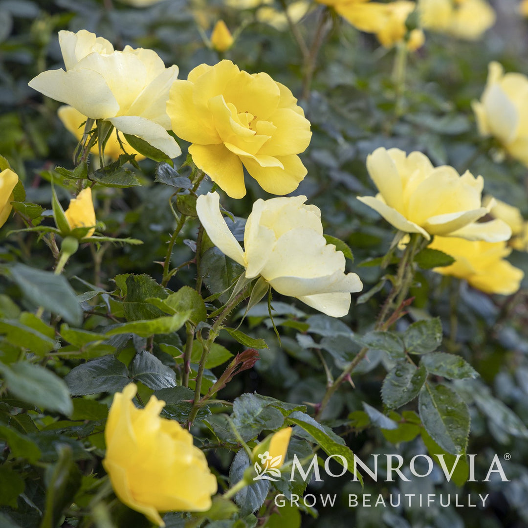 Rosa 'Radmonyel' PP #30,571 ~ Monrovia® Grace N' Grit™ Yellow Shrub Rose-ServeScape