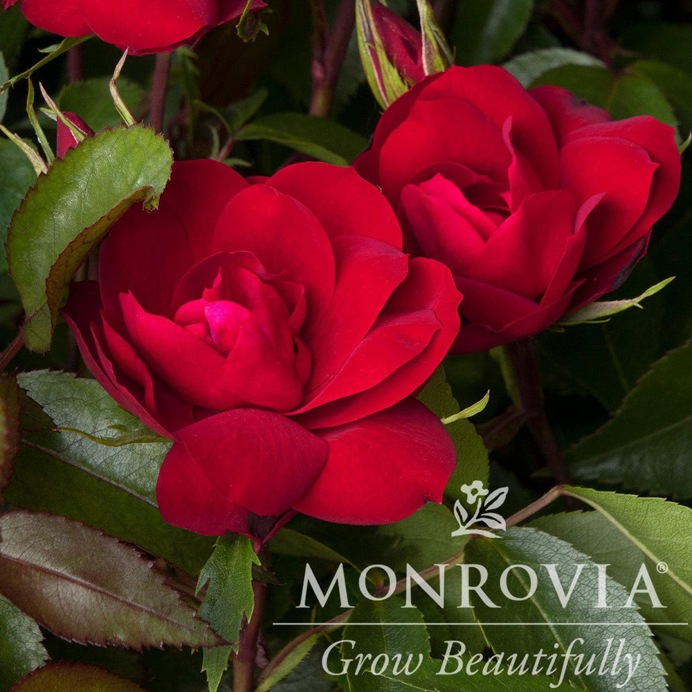 Rosa 'Meizygglie' PP #31,077 ~ Monrovia® Grace N' Grit™ Red Shrub Rose-ServeScape