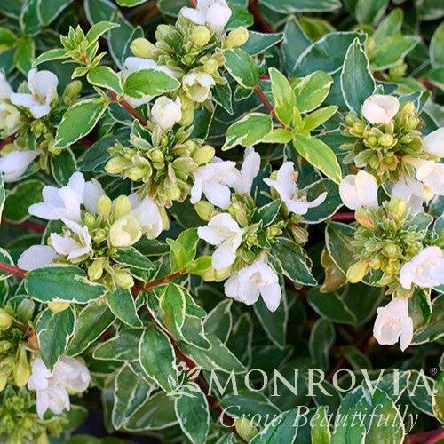 Abelia x grandiflora 'Wevo01' ~ Monrovia® Lucky Lots Abelia-ServeScape