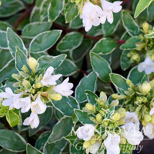 Abelia x grandiflora 'Wevo01' ~ Monrovia® Lucky Lots Abelia-ServeScape