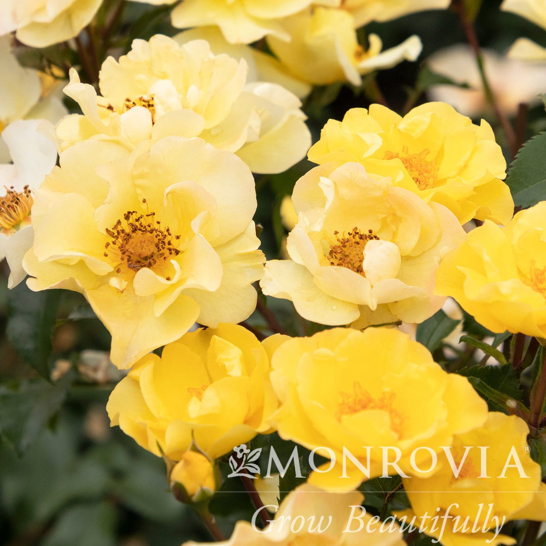 Rosa x 'RUIRI0109A' PPAF ~ Monrovia® Nitty Gritty™ Yellow Rose-ServeScape