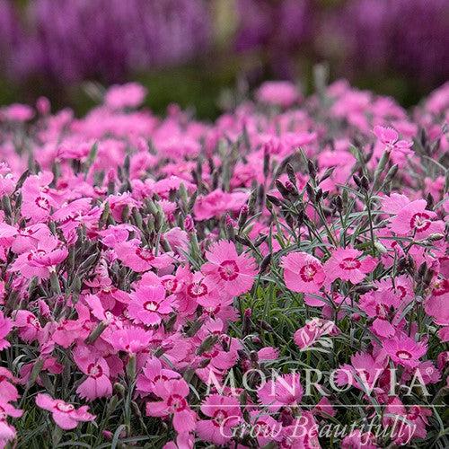 Dianthus x 'KonD1060K3' PPAF ~ Monrovia® Mountain Frost™ Pink Twinkle Dianthus-ServeScape