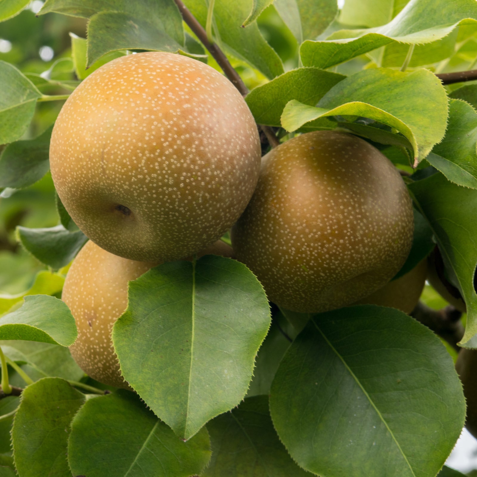 Pyrus pyrifolia 'Shinko' ~ Shinko Asian Pear-ServeScape