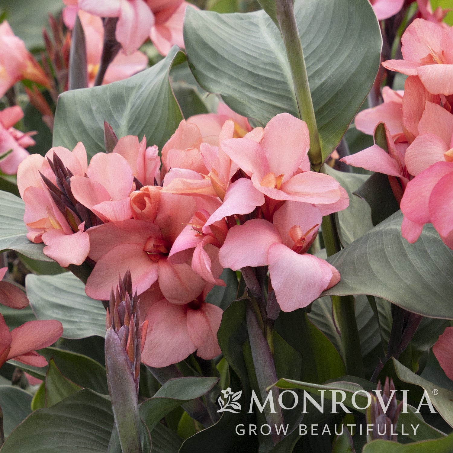 Canna x generalis 'Mango' ~ Monrovia® CANNOVA® Mango Canna Lily-ServeScape