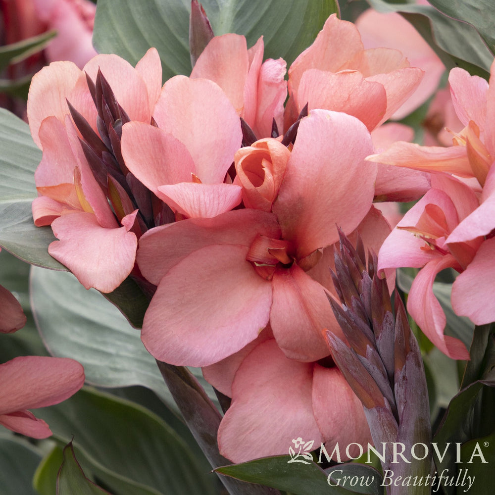 Canna x generalis 'Mango' ~ Monrovia® CANNOVA® Mango Canna Lily-ServeScape