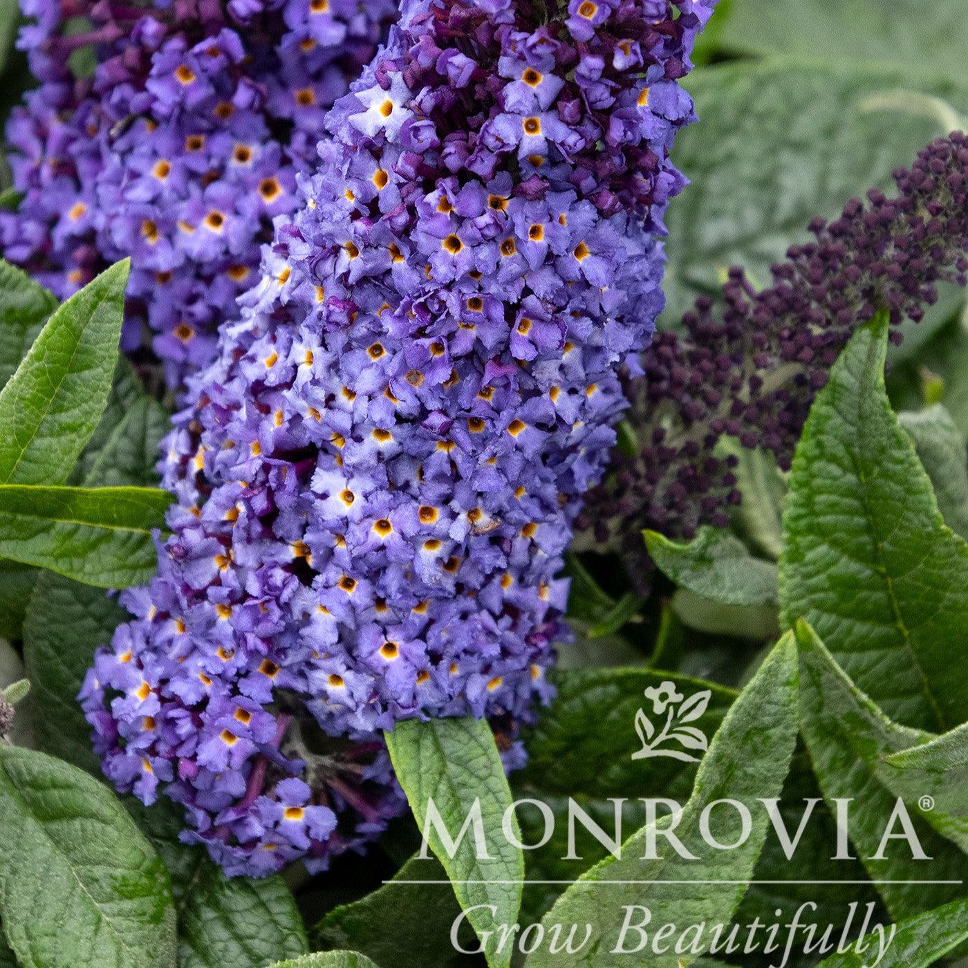 Buddleia davidii 'SMNBDBT' PP#28,794 ~ Monrovia® Pugster Blue® Dwarf Butterfly Bush-ServeScape