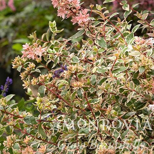 Abelia x grandiflora 'Opstal103' ~ Monrovia® Magic Daydream Abelia-ServeScape