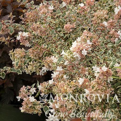 Abelia x grandiflora 'Opstal103' ~ Monrovia® Magic Daydream Abelia-ServeScape