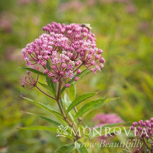 Asclepias incarnata ~ Monrovia® Swamp Milkweed, Rose Milkweed-ServeScape