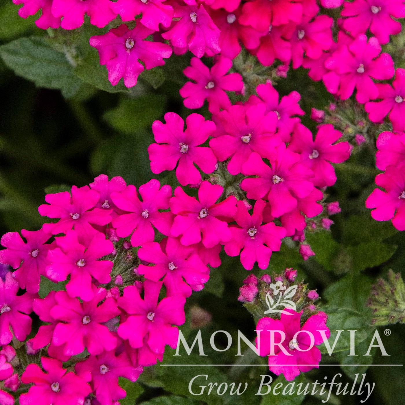 Verbena peruviana 'Balendmag' PP28,452 ~ Monrovia® EnduraScape™ Magenta Verbena-ServeScape
