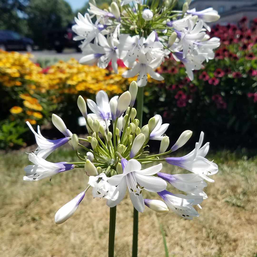 Agapanthus 'MDB001’ PP #30,162 ~ Monrovia® Fireworks™ Agapanthus-ServeScape