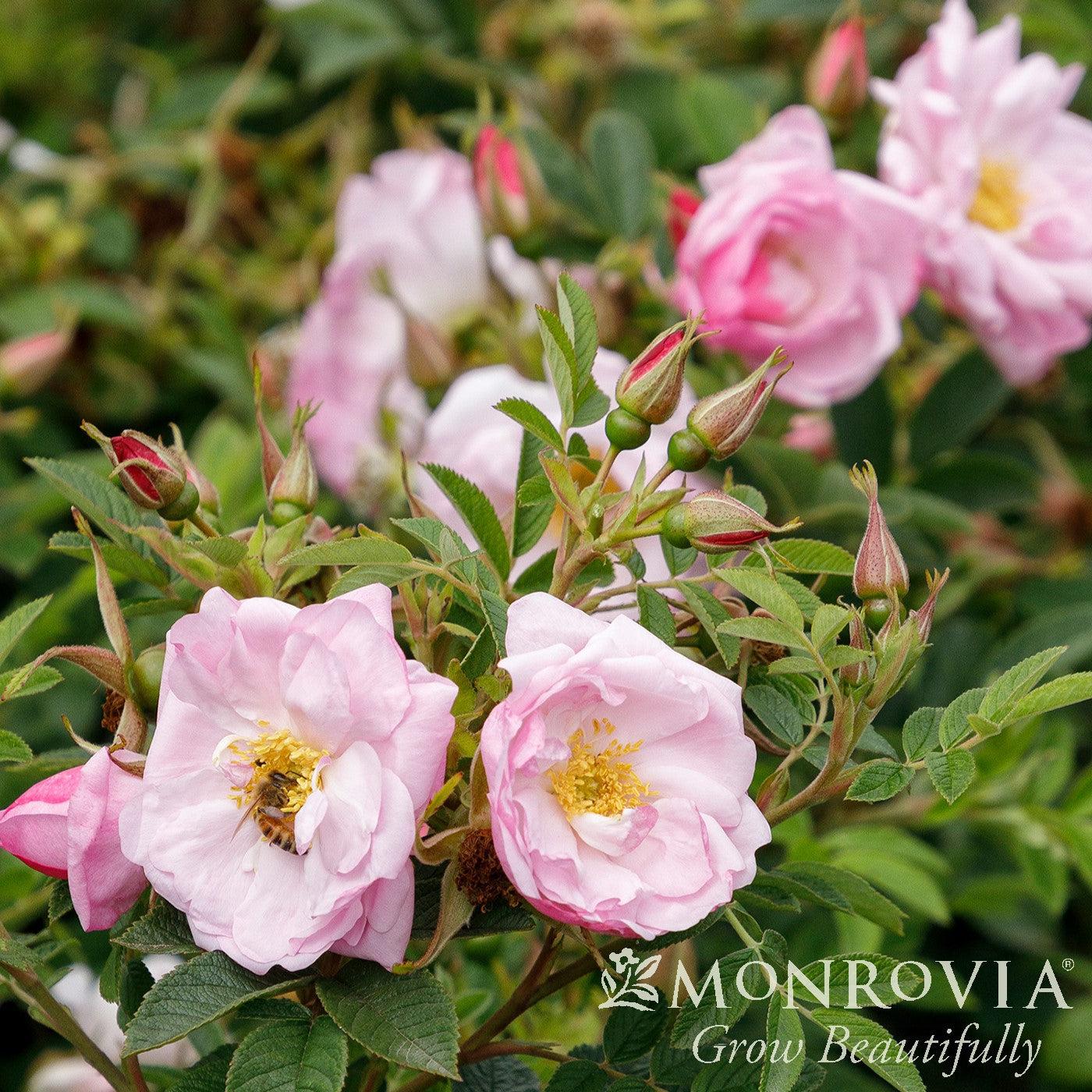 Rosa rugosa 'BORUIWHIVA' PPAF ~ Monrovia® Seaside Swirl™ Blush Rugosa Rose-ServeScape