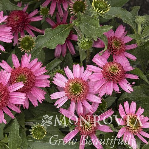 Echinacea 'Noortdeli' ~ Monrovia® Delicious Candy® Coneflower-ServeScape