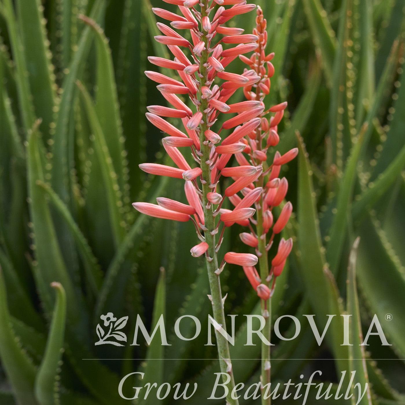 Aloe 'Safari Rose' ~ Monrovia® Safari Rose Aloe-ServeScape