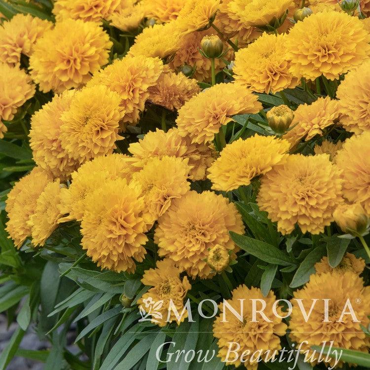 Coreopsis grandiflora 'DCOREO16' ~ Monrovia® Solanna™ Golden Sphere Tickseed-ServeScape