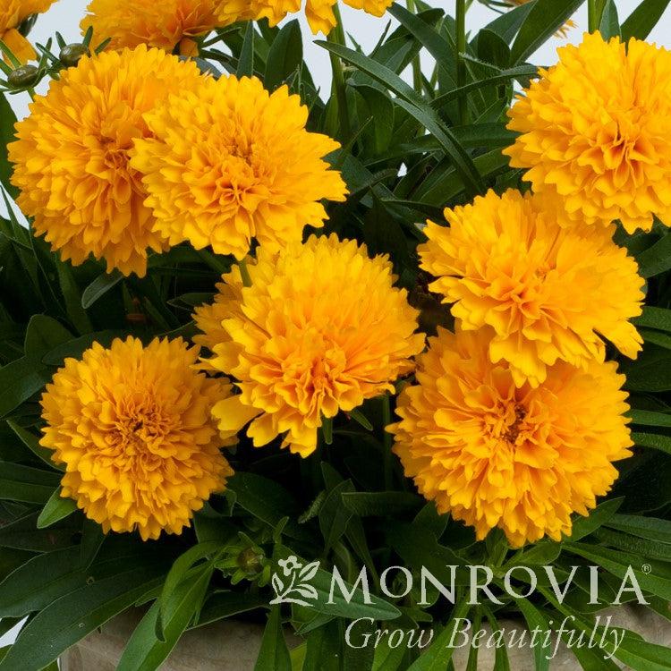 Coreopsis grandiflora 'DCOREO16' ~ Monrovia® Solanna™ Golden Sphere Tickseed-ServeScape