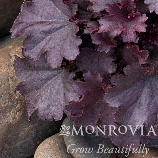 Heuchera hybrid 'TNHEUSSDN' ~ Monrovia® Sirens' Song™ Dark Night Heuchera-ServeScape