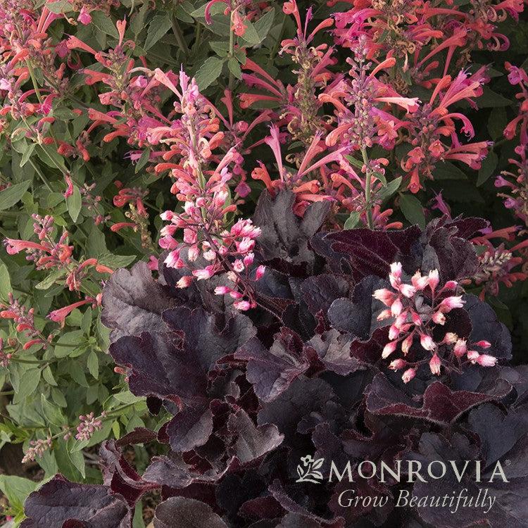 Heuchera hybrid 'TNHEUSSDB' PP31,845 ~ Monrovia® Sirens' Song™ Dark n' Bright Heuchera-ServeScape