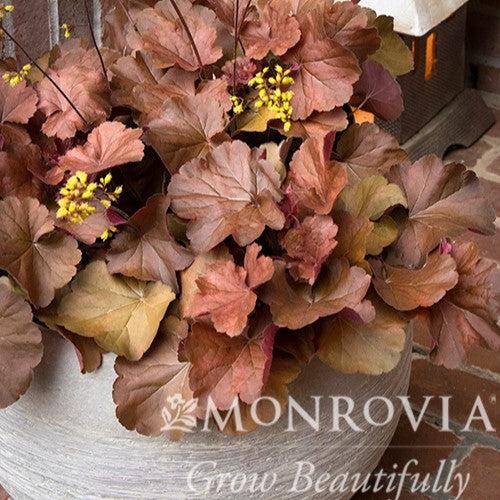 Heuchera hybrid 'TNHEUSSOD' PPAF ~ Monrovia® Sirens' Song™ Orange Delight Heuchera-ServeScape