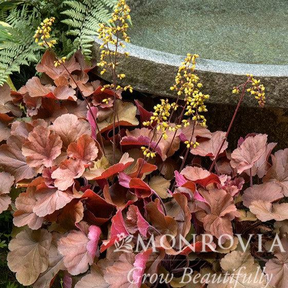 Heuchera hybrid 'TNHEUSSOD' PPAF ~ Monrovia® Sirens' Song™ Orange Delight Heuchera-ServeScape