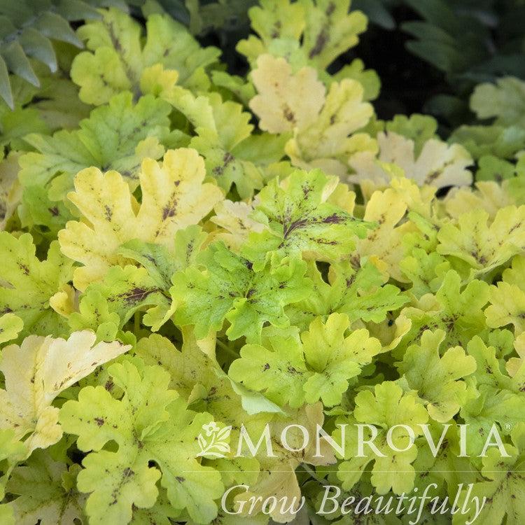 Heucherella x 'Spicy Lime' PP30,563 ~ Monrovia® Spicy Lime Foamy Bells-ServeScape