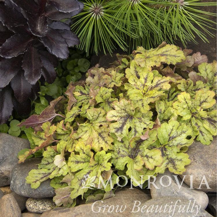 Heucherella x 'Spicy Lime' PP30,563 ~ Monrovia® Spicy Lime Foamy Bells-ServeScape