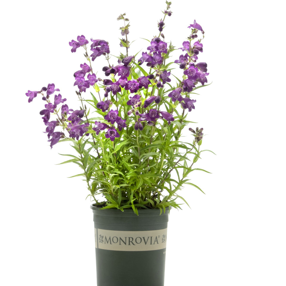 Penstemon 'TNPENHPU' ~ Monrovia® Harlequin™ Purple Beardtongue-ServeScape