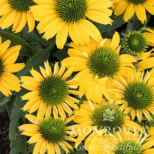Echinacea 'TNECHES' PP31,494 ~ Monrovia® Evolution™ Embers™ Sparks Coneflower-ServeScape