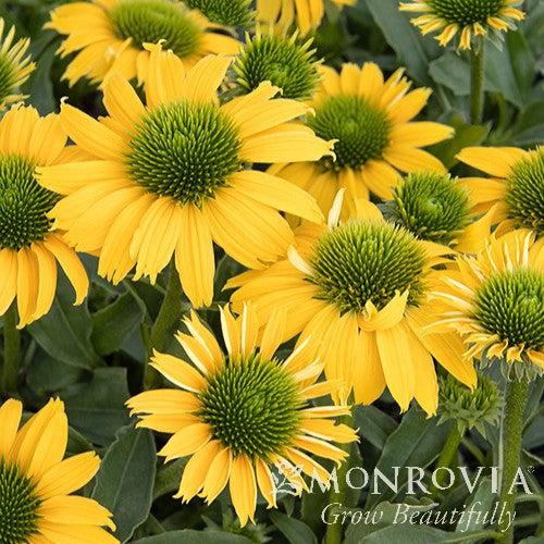 Echinacea 'TNECHES' PP31,494 ~ Monrovia® Evolution™ Embers™ Sparks Coneflower-ServeScape