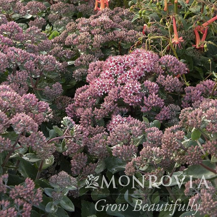 Sedum 'TNSEDEEI' ~ Monrovia® Evolution™ Emerald Ice Sedum-ServeScape