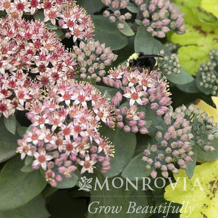 Sedum 'TNSEDEEI' ~ Monrovia® Evolution™ Emerald Ice Sedum-ServeScape