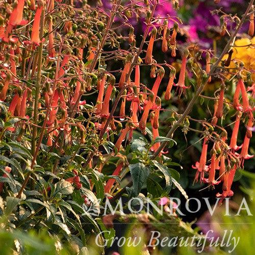 Phygelius 'TNPHYCO' ~ Monrovia® Colorburst™ Orange Cape Fuchsia-ServeScape