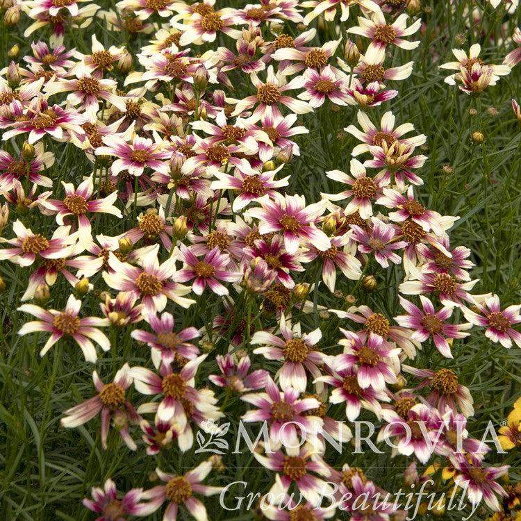 Coreopsis verticillata 'TNCORSR' PP #30,996 ~ Monrovia® Sunstar™ Rose Coreopsis-ServeScape