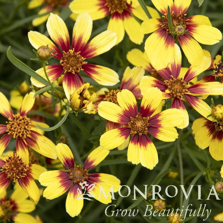 Coreopsis verticillata 'TNCORSG' PP30,997 ~ Monrovia® Sunstar™ Gold Coreopsis-ServeScape