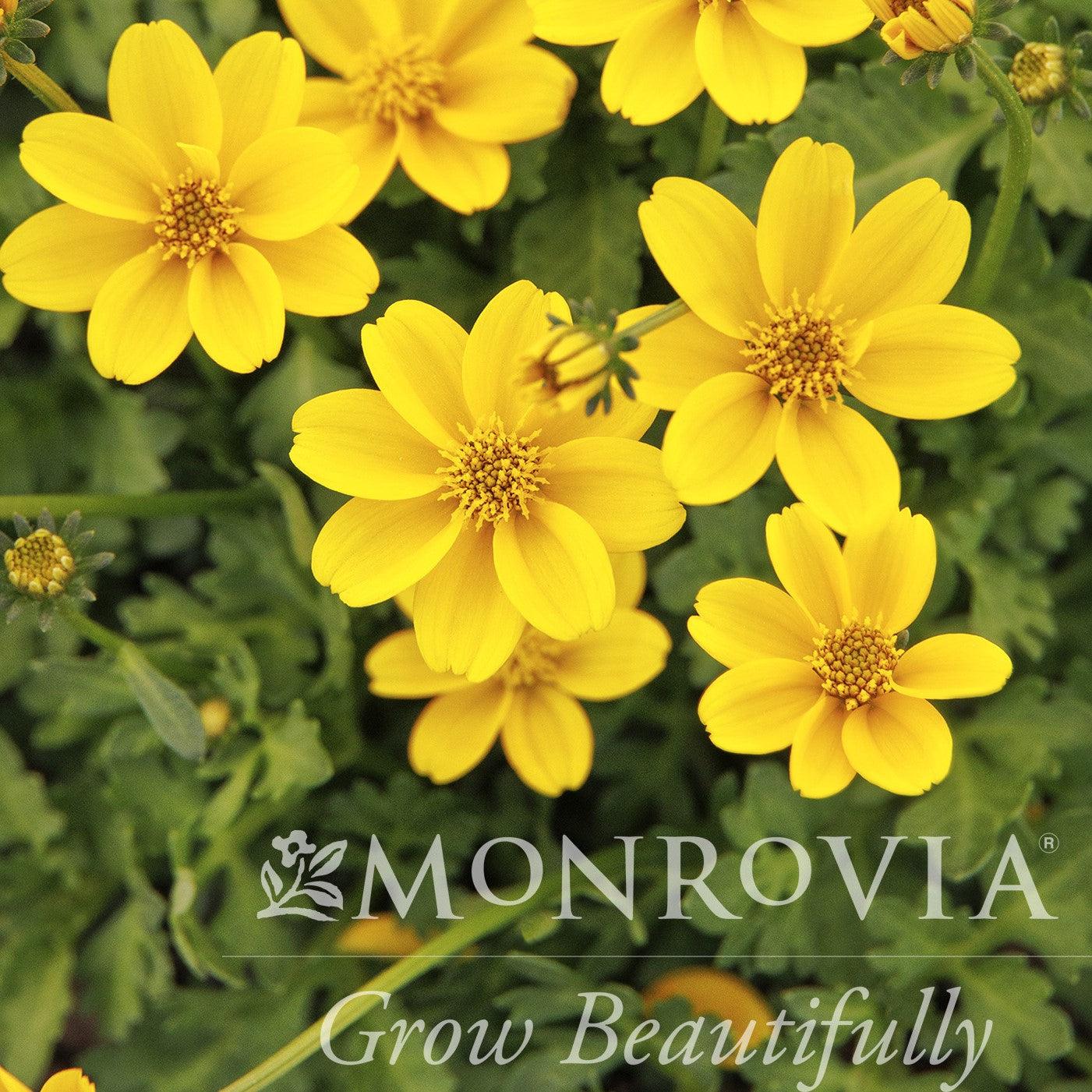 Bidens ferulifolia 'Timeless Golden Empire' ~ Monrovia® Timeless™ Golden Empire™ Bidens-ServeScape