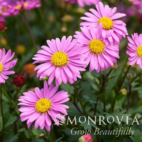 Brachyscome angustifolia 'Candy' ~ Monrovia® Fresco™ Candy River Daisy-ServeScape