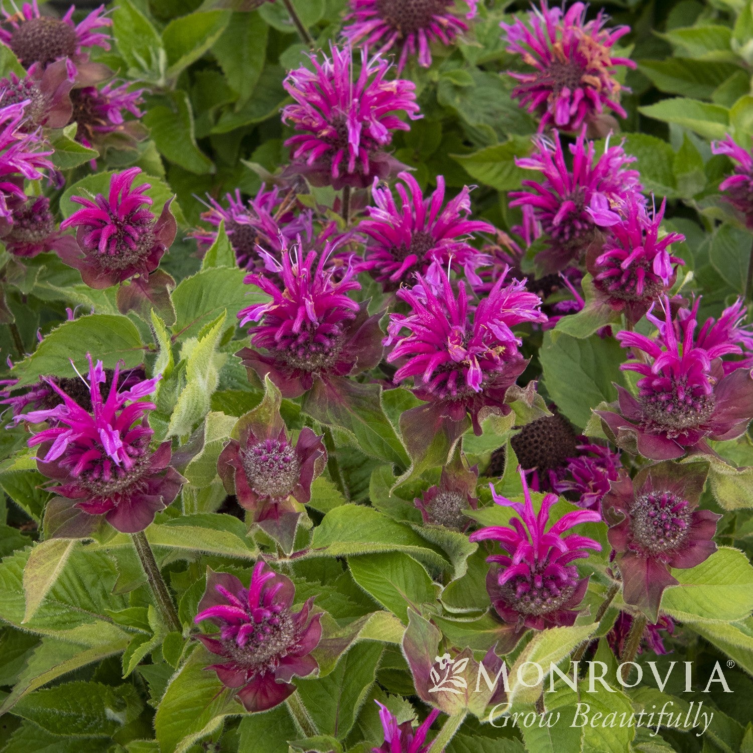 Monarda 'Bee-Free' ~ Monrovia® Bee-You™ Bee-Free Bee Balm-ServeScape