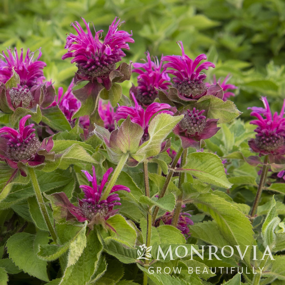 Monarda 'Bee-Free' ~ Monrovia® Bee-You™ Bee-Free Bee Balm-ServeScape